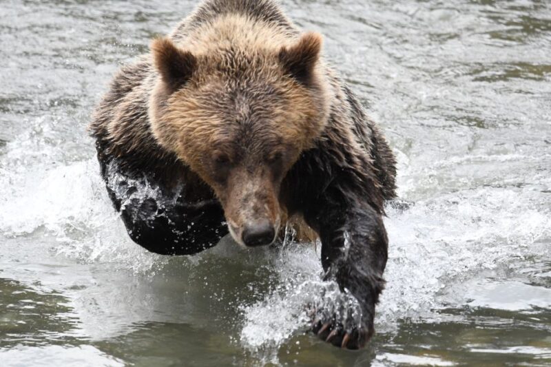 Campbell River: Grizzly Bear-Watching Tour with Lunch - The Salmon Run and Bear Behavior