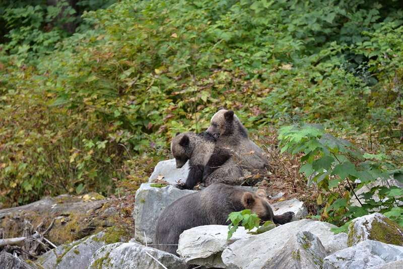Campbell River: Grizzly Bear-Watching Tour with Lunch - What to Expect During Wildlife Sightings