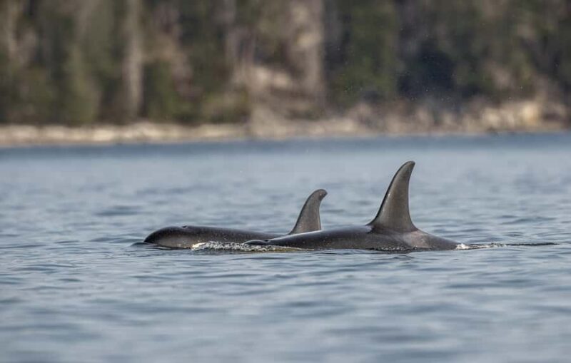 Campbell River - Private Fishing Charter with Guide - How the Campbell River Private Fishing Charter Starts at Fishermans Wharf