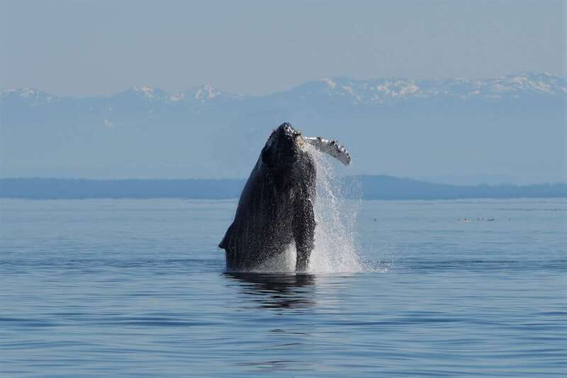 Campbell River: Salish Sea Whale Watching Adventure - Discover the Campbell River: Salish Sea Whale Watching Adventure