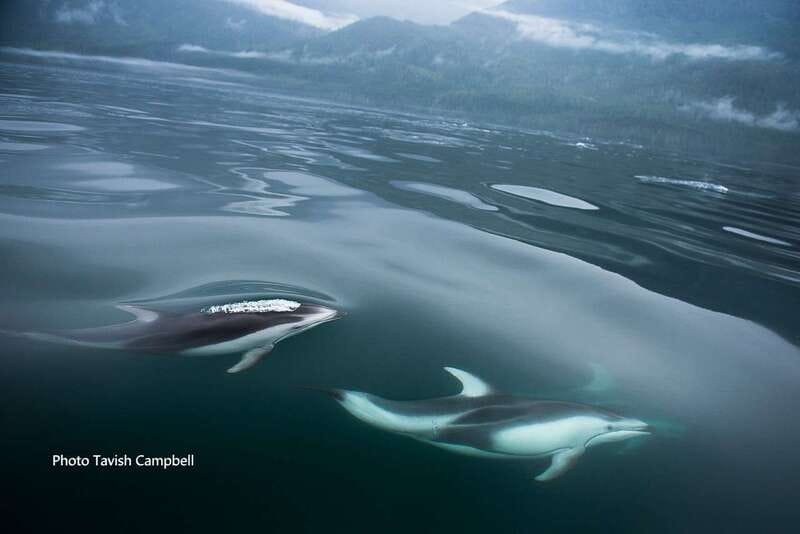 Campbell River: Salish Sea Whale Watching Adventure - Modern Vessels Designed for Comfort and Safety