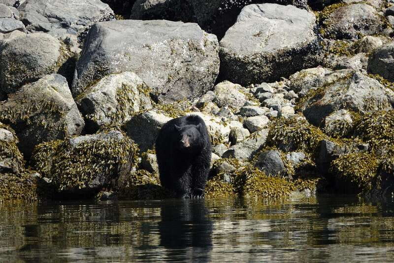 Campbell River: Spring Bear Watching & Waterfalls Boat Tour - The Scenic Route: Islands, Inlets, and Waterfalls