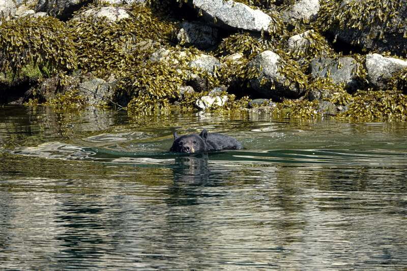Campbell River: Spring Bear Watching & Waterfalls Boat Tour - Wildlife Spotting: Bears, Marine Life, and Birds
