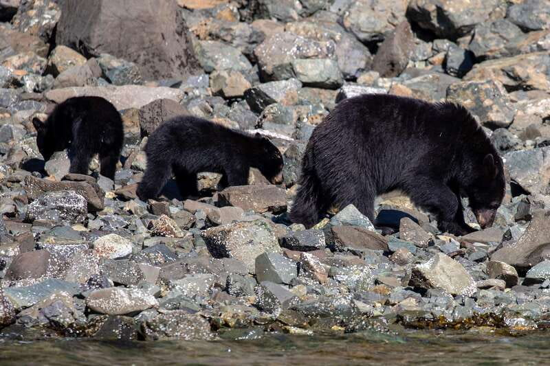 Campbell River: Spring Bear Watching & Waterfalls Boat Tour - Practical Tips for the Water Adventure