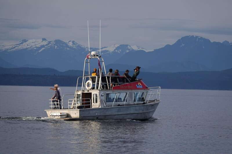 Campbell River: Spring Bear Watching & Waterfalls Boat Tour - The Importance of the Season: Springtime Wildlife Behavior