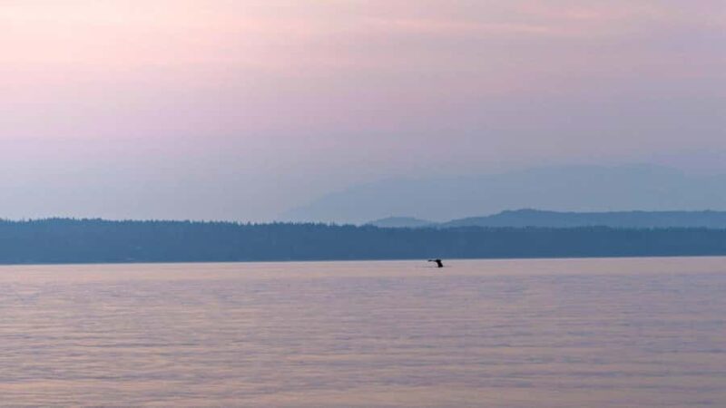 Campbell River: Sunset Salish Sea Whale Watching Tour - Discover the Sunset Salish Sea Whale Watching Experience in Campbell River