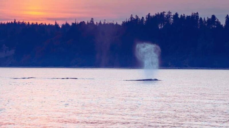 Campbell River: Sunset Salish Sea Whale Watching Tour - Key Points