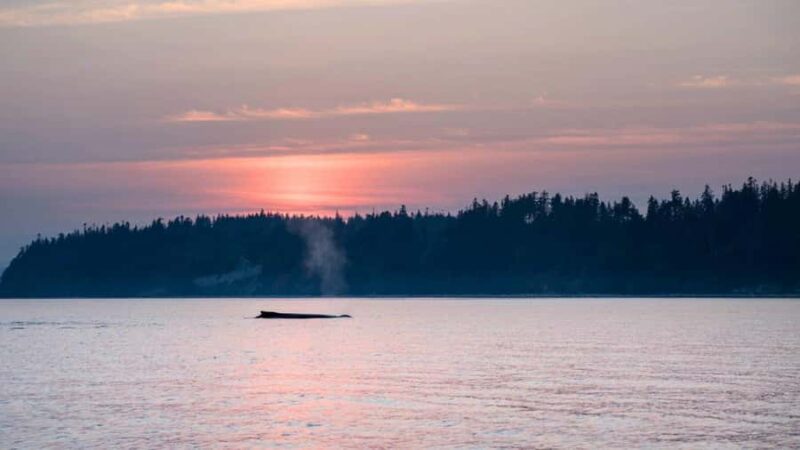 Campbell River: Sunset Salish Sea Whale Watching Tour - Comfort and Safety on the Newly Built Vessels