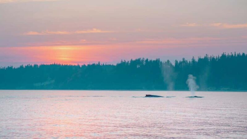 Campbell River: Sunset Salish Sea Whale Watching Tour - The Experience of Sunset over the Salish Sea