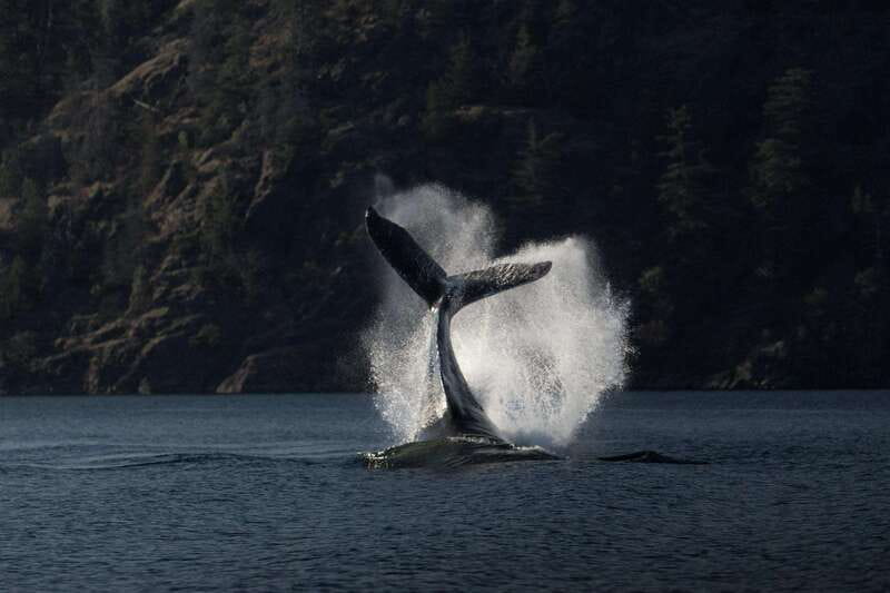 Campbell River: Whale Watching and Wildlife Viewing Day Tour - Different Vessel Options for Every Comfort Level