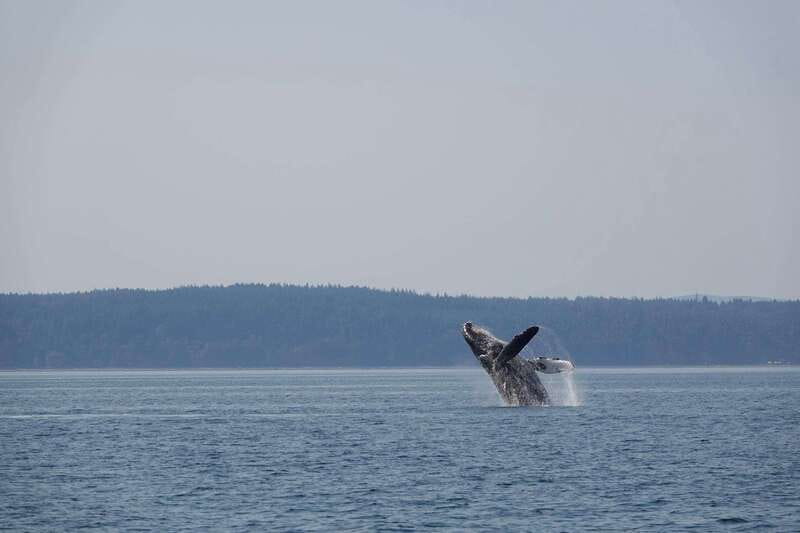 Campbell River: Whale Watching and Wildlife Viewing Day Tour - The Experience of Wildlife and Marine Life
