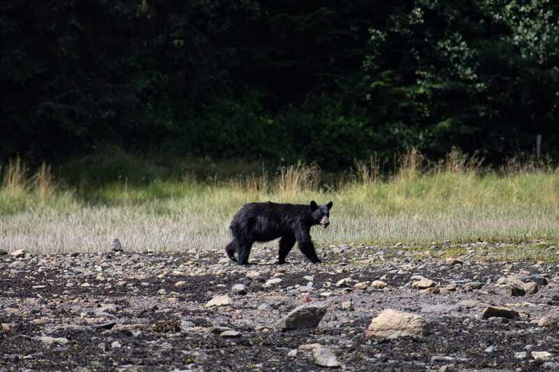 Campbell River: Whale Watching Cruise with Lunch - Pacing and Timing of the 6-Hour Experience