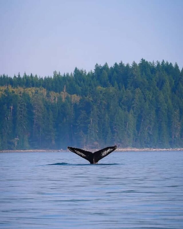 Campbell River - Whale watching: Family & budget-friendly - The Private Boat and Marine Wildlife Viewing