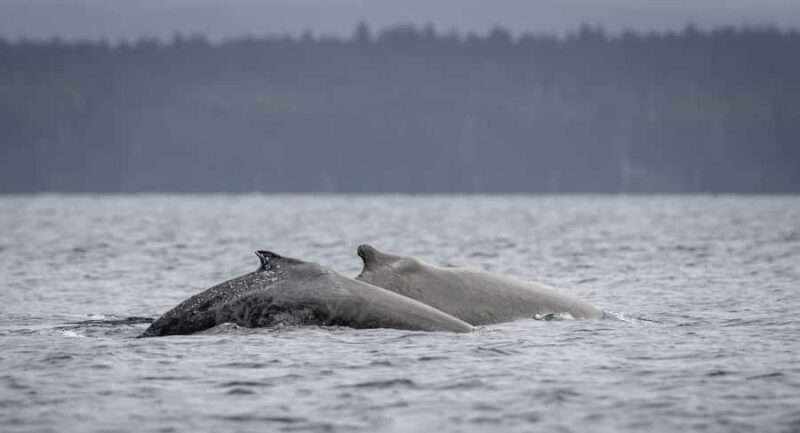 Campbell River - Whale watching: Family & budget-friendly - Booking Flexibility and Cancellation Policy