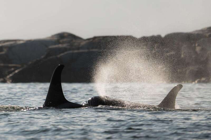 Campbell River: Whale & Wildlife Discovery Cruise - Explore Campbell River’s Wildlife on a 4-Hour Cruise for $167