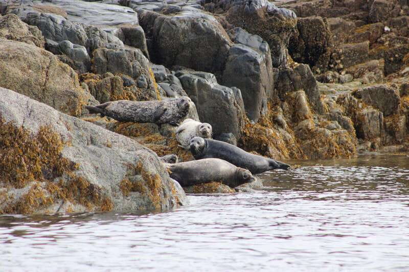 Campbell River: Whale & Wildlife Discovery Cruise - The Wildlife Spotting Opportunities in the Salish Sea and Johnstone Strait