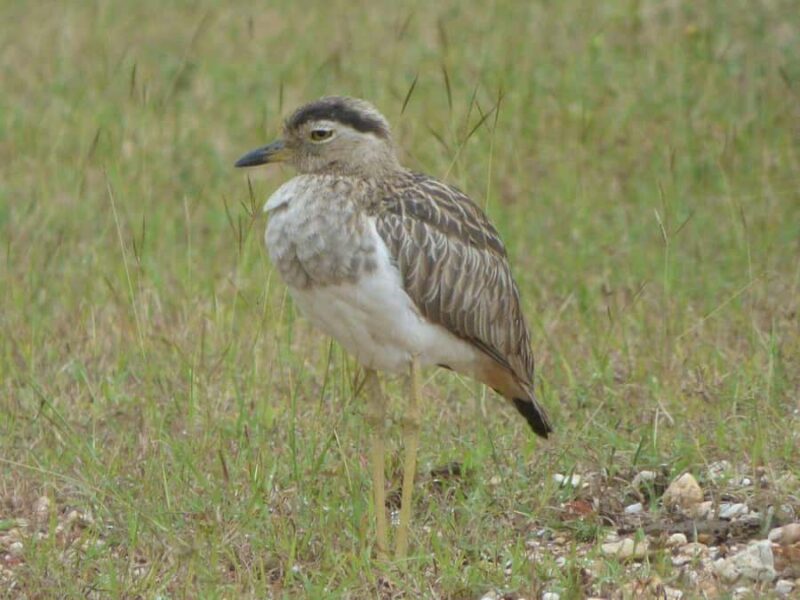 Campeche: Palenque, Sabancuy, & Palizada 2-Day Tour - Discovering the Roberto Barrios Waterfalls in Palenque