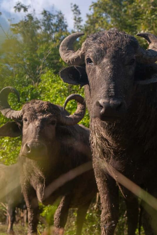 Campeche: Palenque, Sabancuy, & Palizada 2-Day Tour - Logistics and Group Experience Details