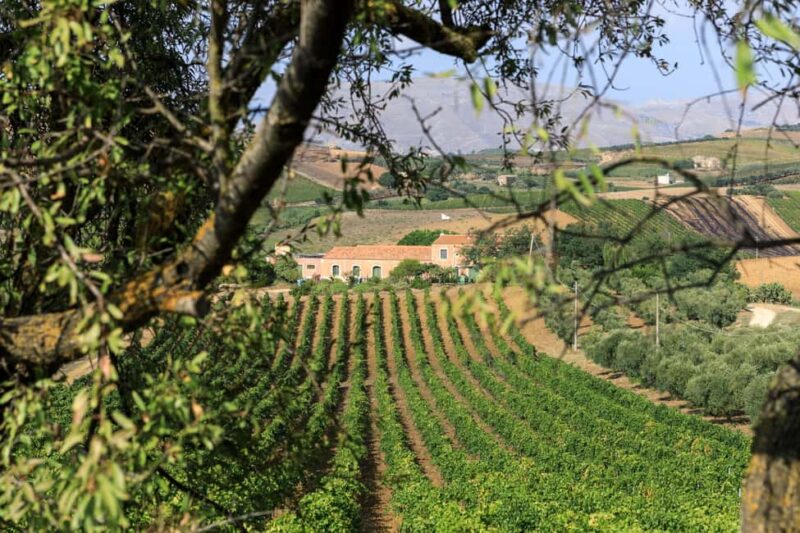 Camporeale: Sallier de La Tour Wine Discovery Tour - Discover the Sallier de La Tour Wine Estate in Sicily