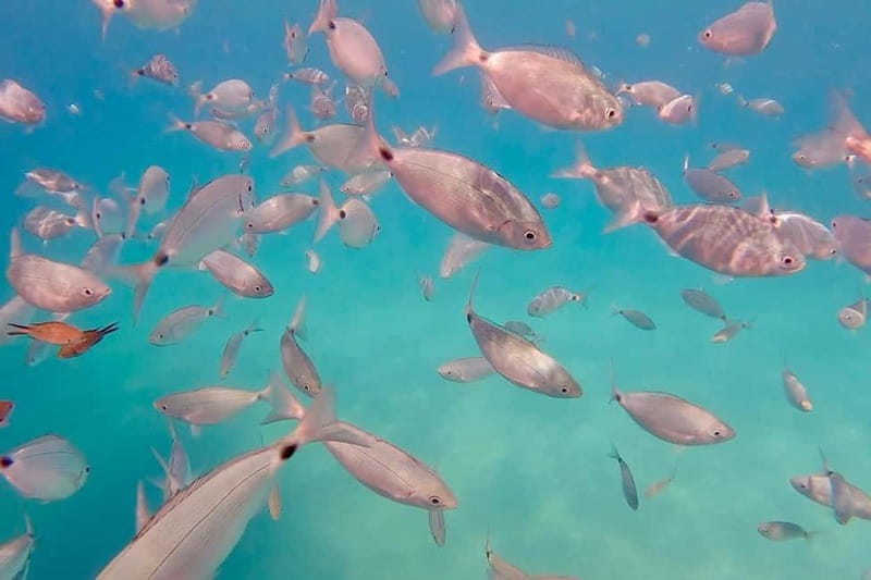 Can Picafort: 3h Private Boat  Caves & Snorkeling - Discovering Coll Baix Beach and Its Hidden Coves