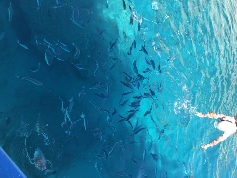 Can Picafort: Dolphin Watching Boat Tour, Swimming stop - Key Points