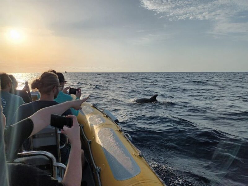 Can Picafort: Dolphin Watching Boat Tour, Swimming stop - Swimming and Snorkeling in Calm Waters
