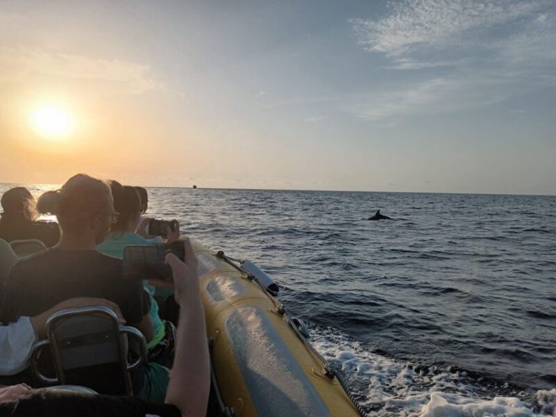Can Picafort: Dolphin Watching Boat Tour, Swimming stop - Weather Considerations and Safety Tips