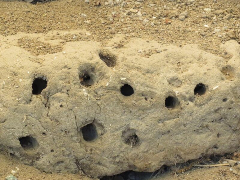 Canakkale: Full-Day Ancient Troy and Museum of Troy Tour - Exciting Full-Day Tour of Ancient Troy and the Museum of Troy for History Enthusiasts