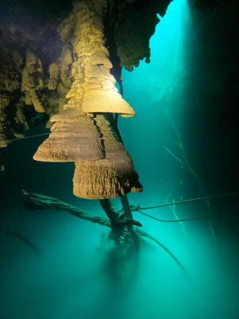 Cancun: 2 Dives in Cenotes Ki Ha + Zapote - Certified Divers - What to Expect During the Dives