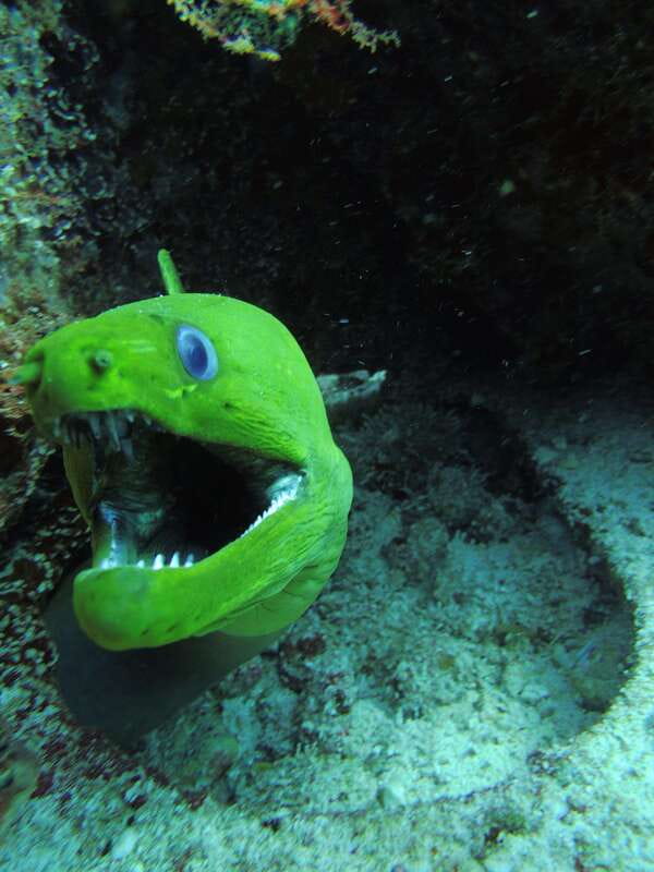 Cancun: 2 Reef Dives at Punta Cancun for Certified Divers - Key Points