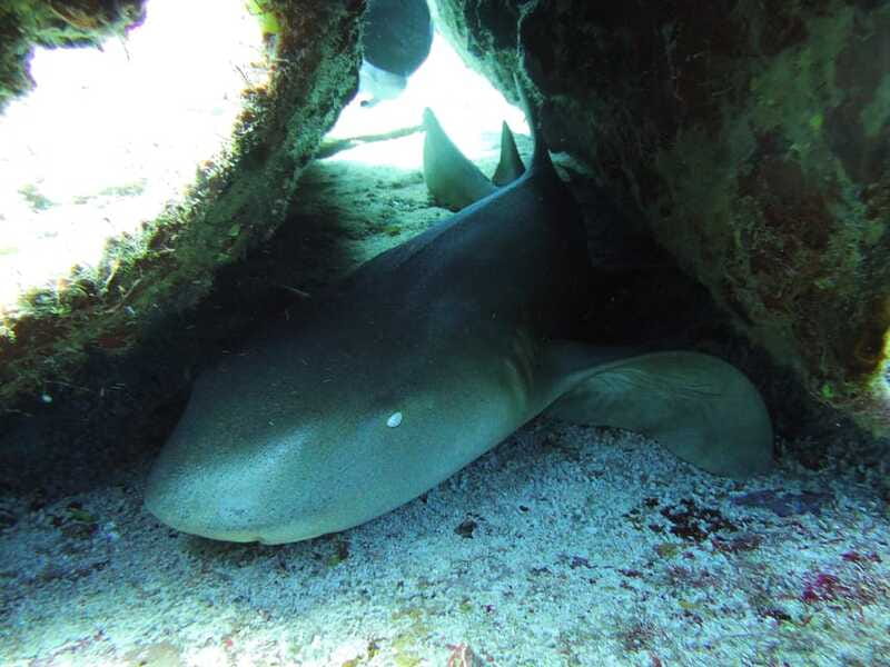 Cancun: 2 Reef Dives at Punta Cancun for Certified Divers - Cost and Value Compared to Other Options