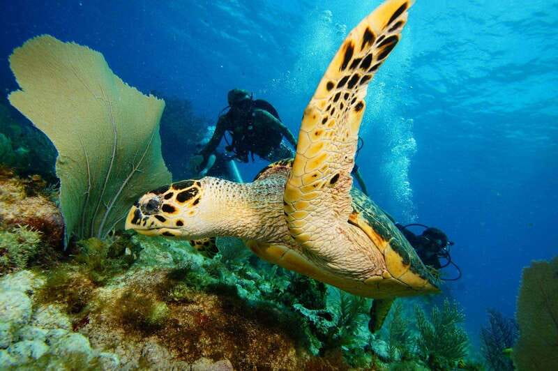 CANCUN: 2T REEF DIVES FOR CERTIFIED DIVERS - The Boat Ride and Reef Locations