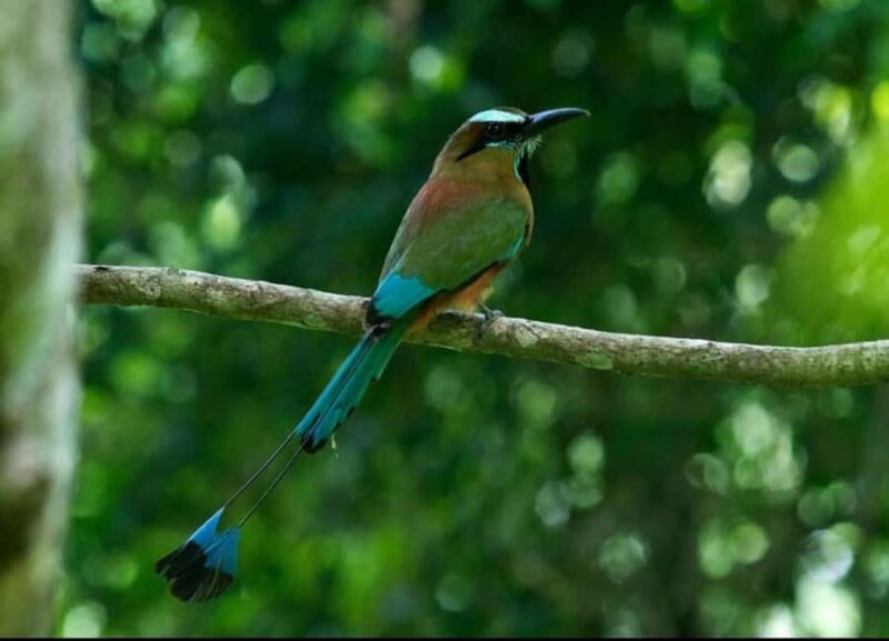 Cancún: Birds Photography Expedition with Transportation - Key Points