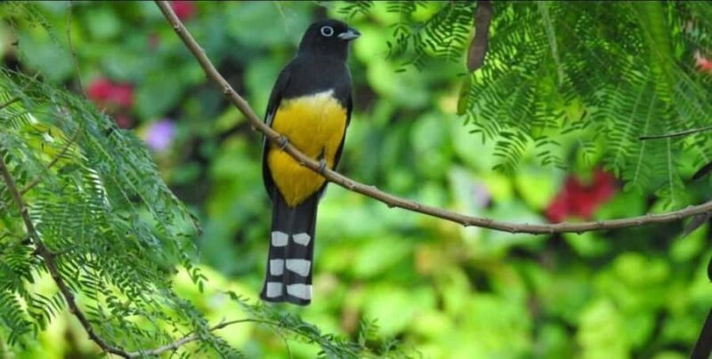 Cancún: Birds Photography Expedition with Transportation - Equipment and Supplies Provided