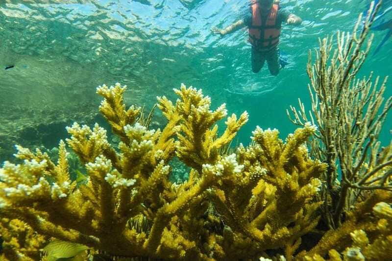 Cancun: Cancun Cenote Tour & Snorkeling - Snorkeling in the Great Mayan Reef at Puerto Morelos