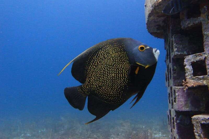 Cancun: Dive Underwater Museum & Manchones Reef - The Importance of Weather Conditions and Suitability
