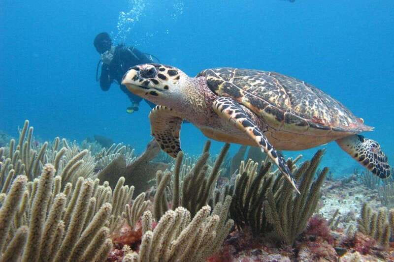 Cancun: Dive Underwater Museum & Manchones Reef - Benefits of a Small-Group Dive Tour in Cancun