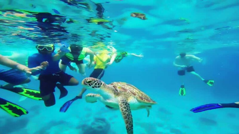 Cancun: Explore Tulum, swim with turtles, and visit a cenote - Authentic Mexican Lunch and Cultural Tasting Experiences