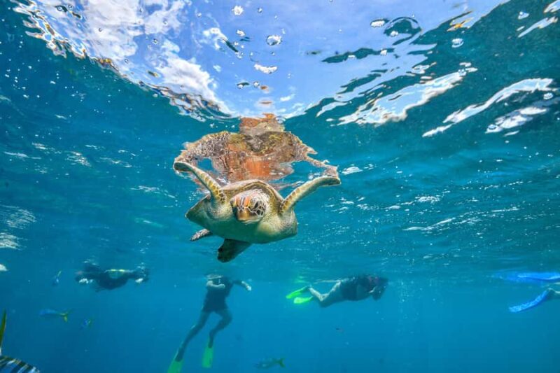 Cancun: Explore Tulum, swim with turtles, and visit a cenote - Final Thoughts on the Tulum, Turtle, and Cenote Tour