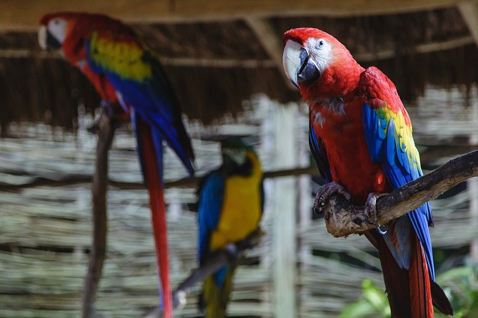 Cancun Extreme Zipline Canopy Tour - Cenote Swimming and Zipline into Refreshing Waters