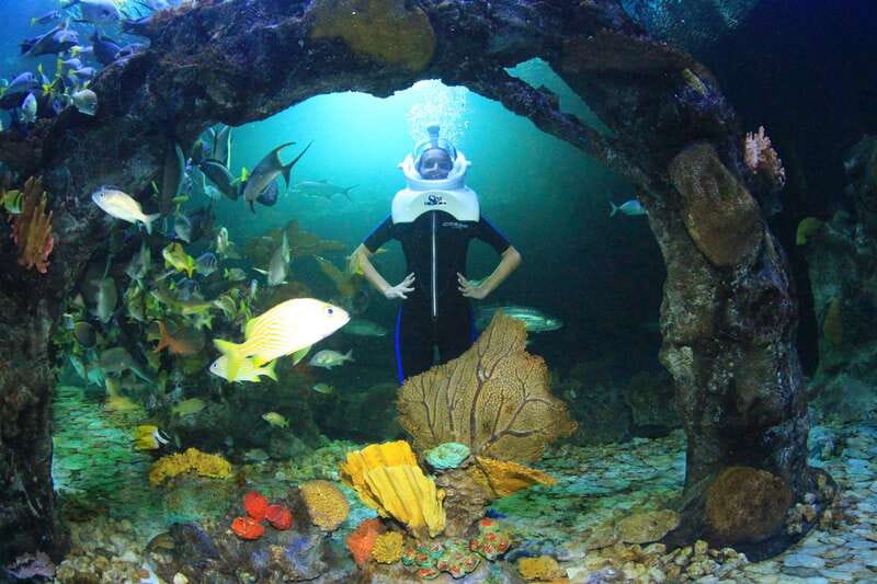 Cancun: Interactive Aquarium - Swim with dolphins Premium - Practical Details: Meeting Point and Group Size