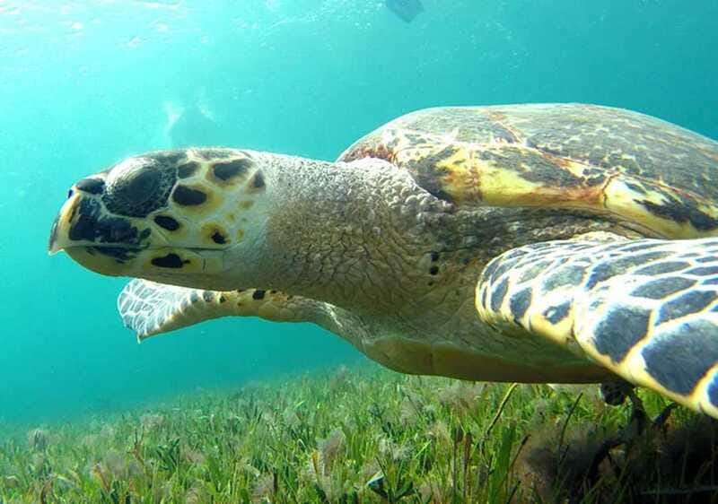 Cancun: Jungle Speedboat & Snorkeling Adventure - What to Expect During the Tour