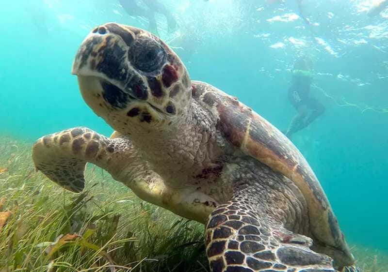 Cancun: Jungle Speedboat & Snorkeling Adventure - Suitability and Limitations