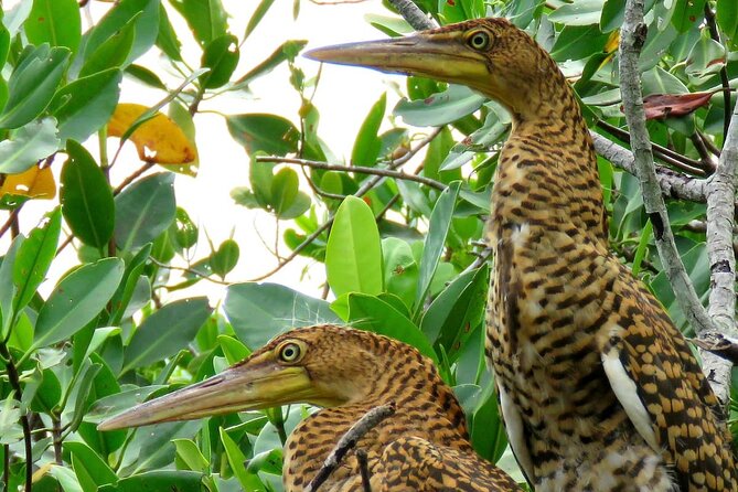 Cancun Lagoon Sunrise Kayak Adventure - Who Will Love the Cancun Lagoon Sunrise Kayak Adventure?