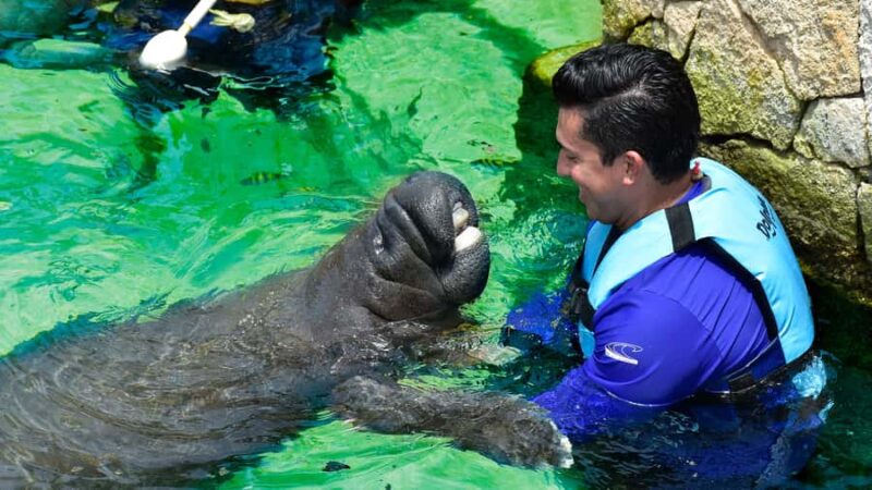 Cancun: Manatee Swimming on Isla Mujeres with Buffet Lunch - Meeting at Playa Langosta and Check-in Process