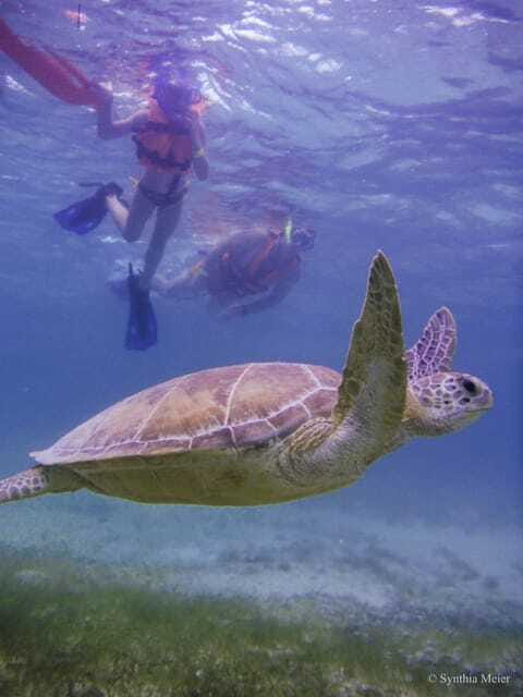 Cancun: Marine Turtle Observation in Akumal - Logistics: From Cancun, Playa del Carmen, and Tulum