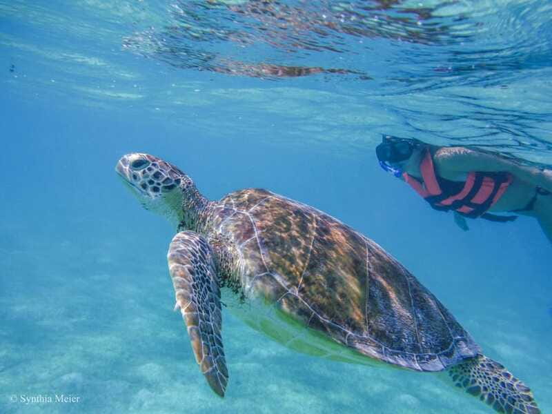 Cancun: Marine Turtle Observation in Akumal - Highlights of the Guided Experience
