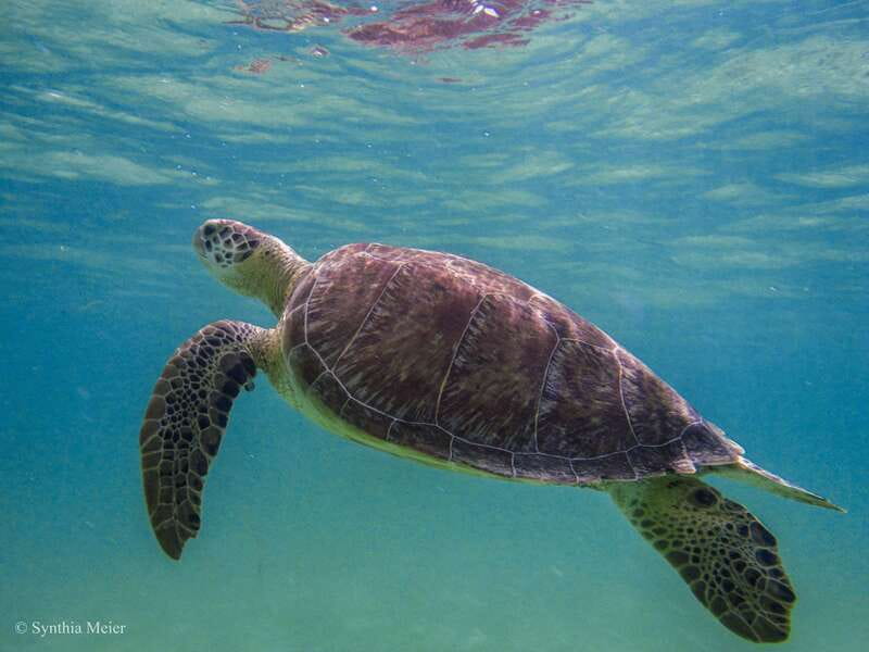 Cancun: Marine Turtle Observation in Akumal - The Experience of the Guides and Drivers