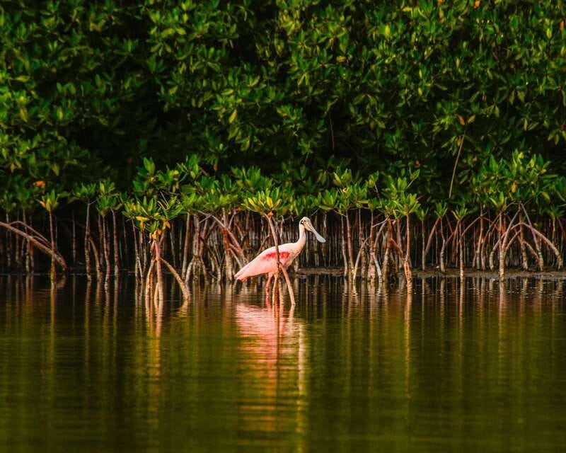 Cancún: Morning or Sunset Kayak Adventure in Nichupte Lagoon - What’s Included and What You Need to Bring