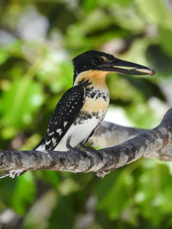 Cancún: Morning or Sunset Kayak Adventure in Nichupte Lagoon - Support for Local Business and Eco-Friendly Practices